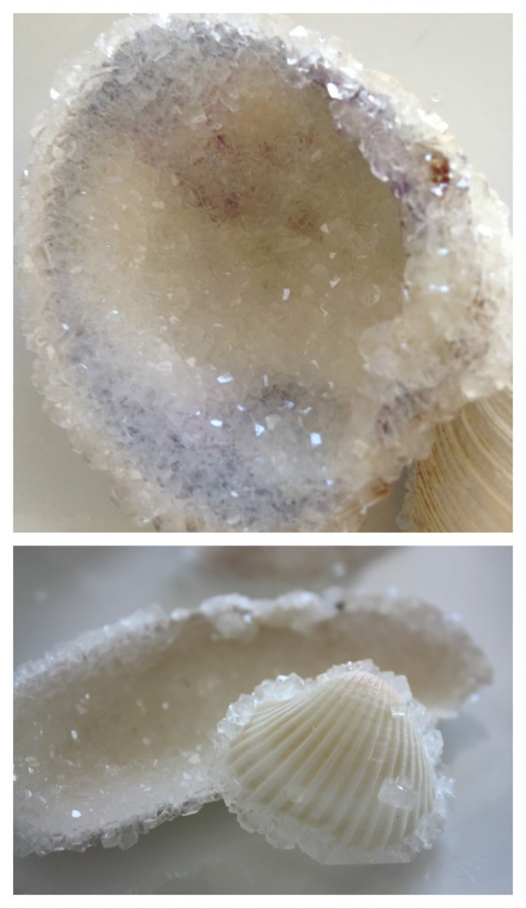 Crystal-seashells-borax-crystal-growing-beach-ocean-science stem activities educational diy's for kids