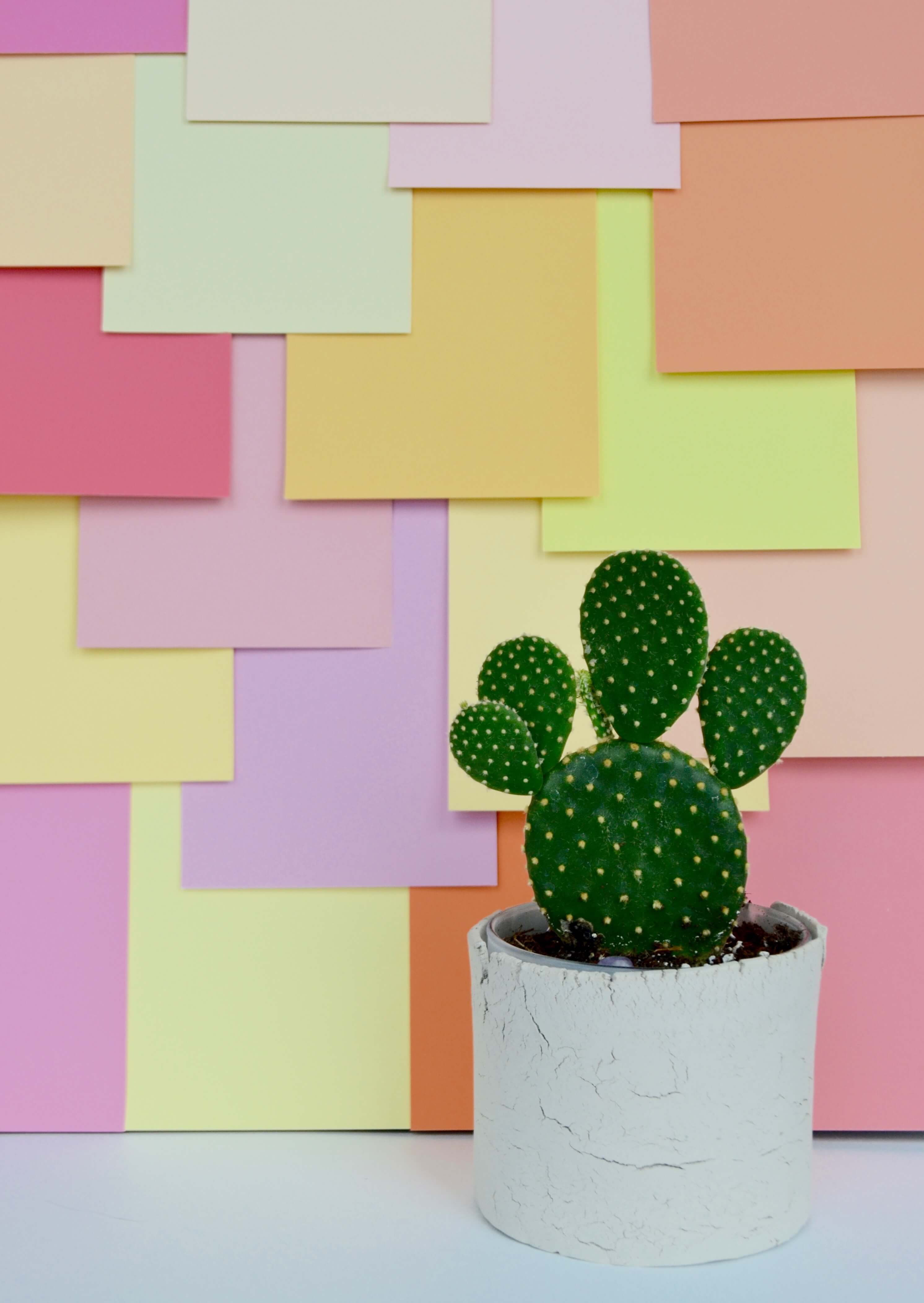 Finished Color Blocked Photo Backdrop with Cactus - Colorful Photo Backdrops