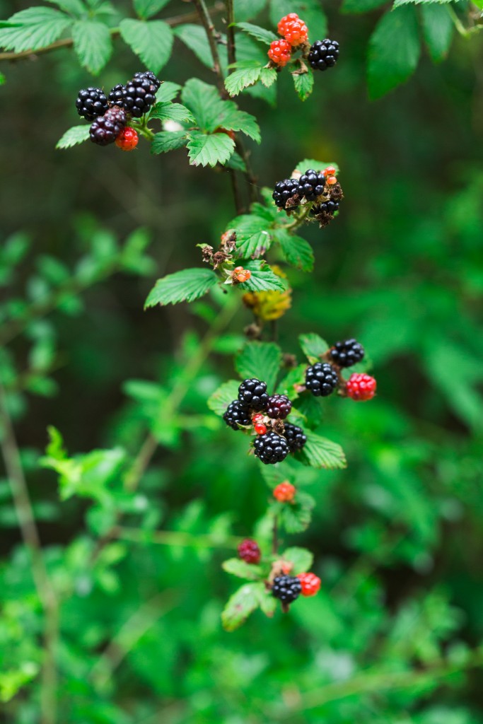 how and where to pick dewberries wild blackberries berry picking texas