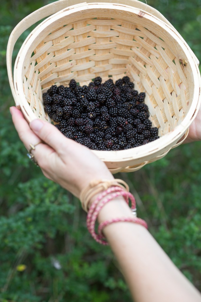 the bounty of dewberries berry picking how and where to pick dewberries texas