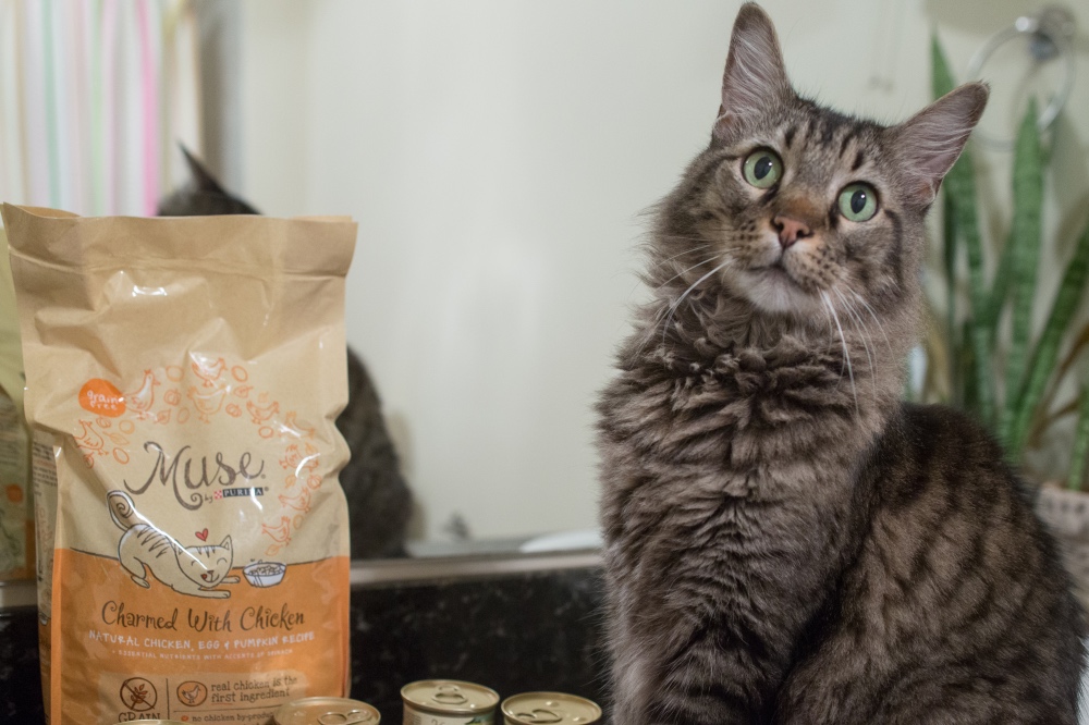 #shop cobra posing with muse by purina cat food pop shop america
