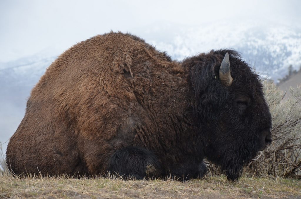 buffalo-yellowstone-montana-pop-shop-america