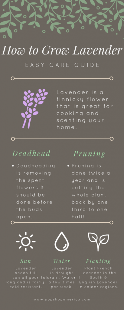 How to Grow Lavender Infographic Easy Care Gardening