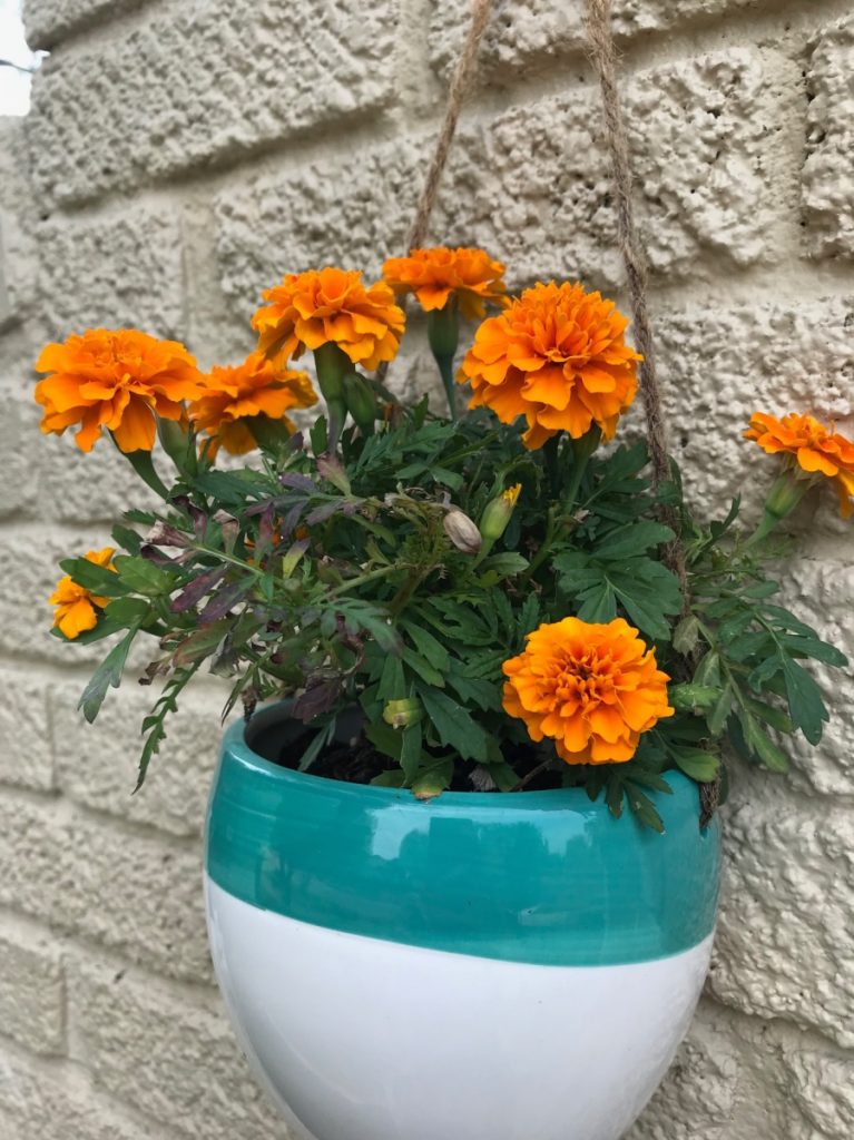 deadhead-marigolds-how-to-gardening-tips-pop-shop-america
