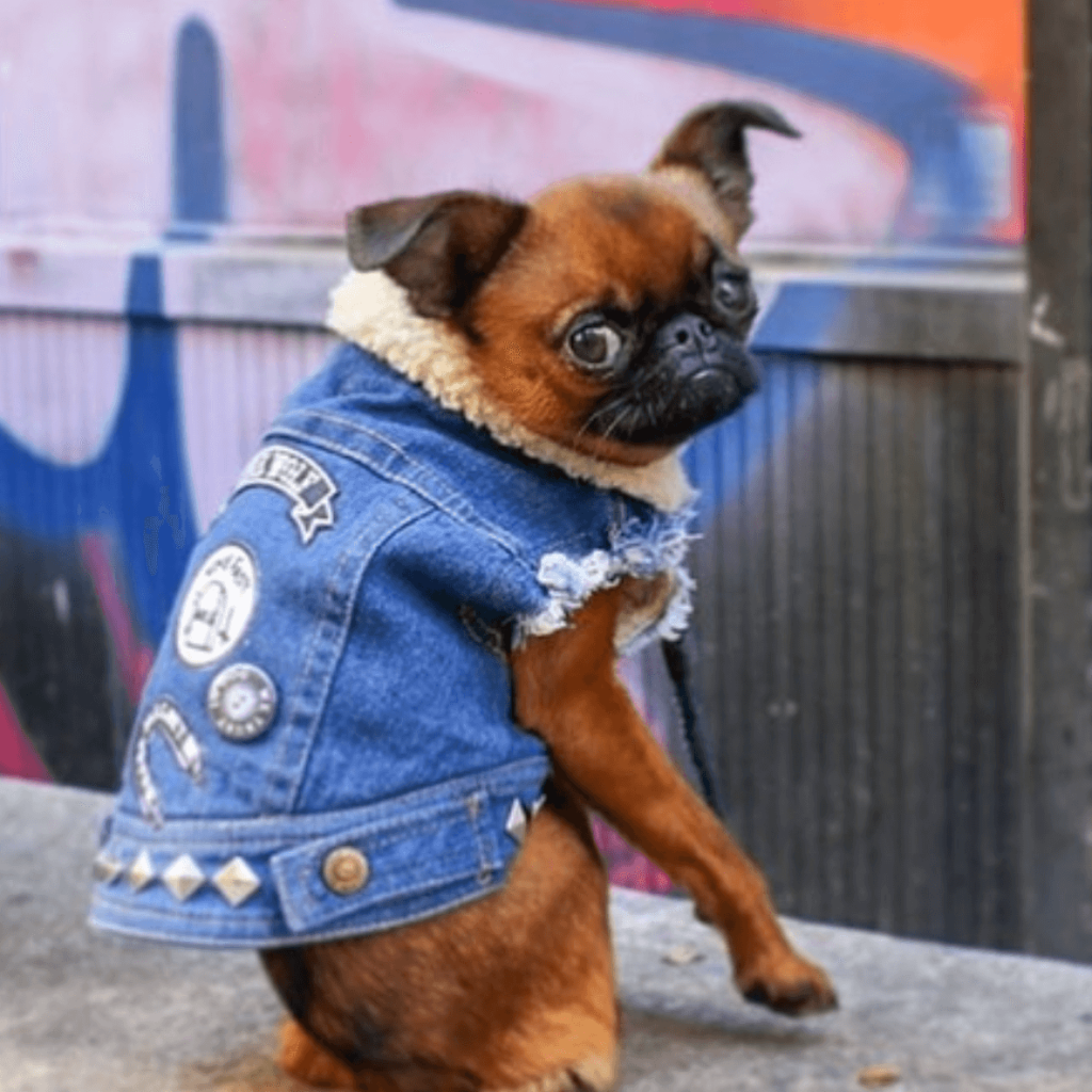 dogs wearing pethaus punk fashion dog clothes