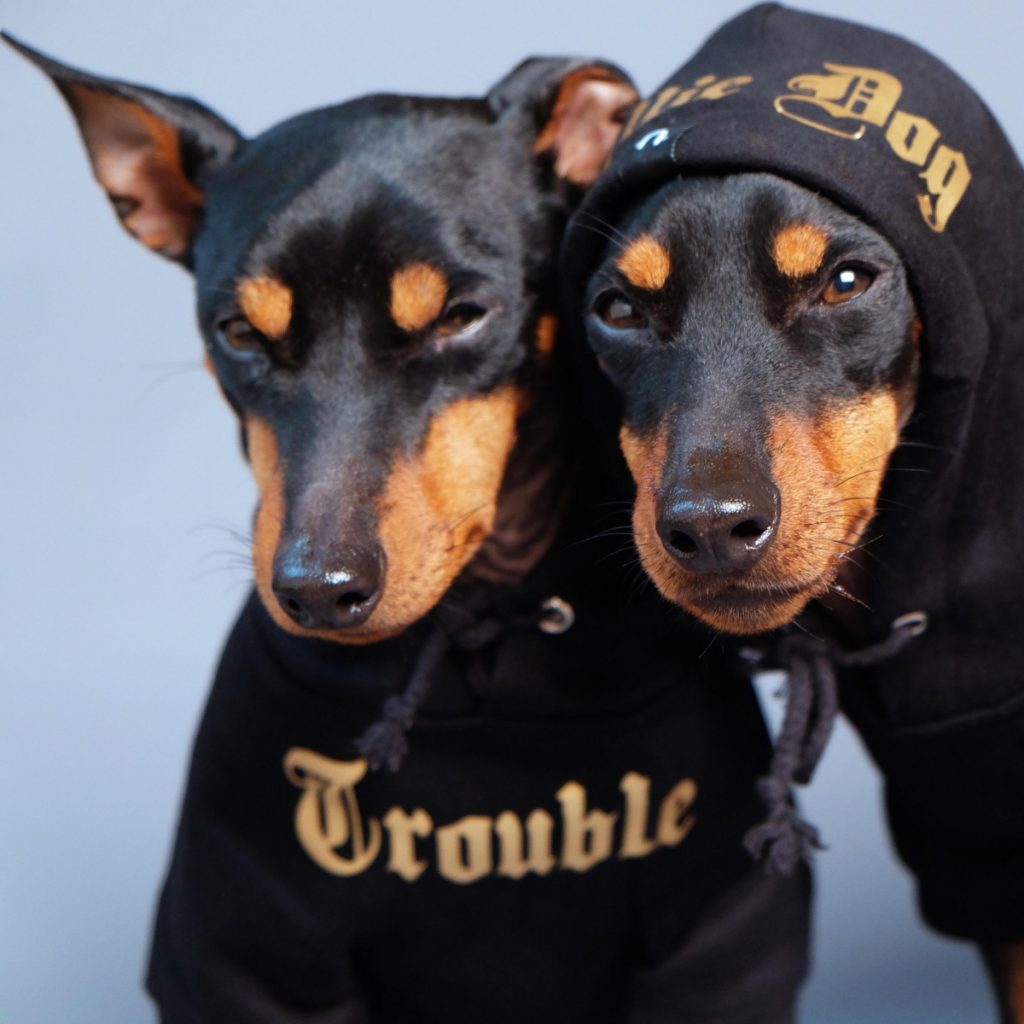 trouble and willie dog gangsta hoodies pop shop america