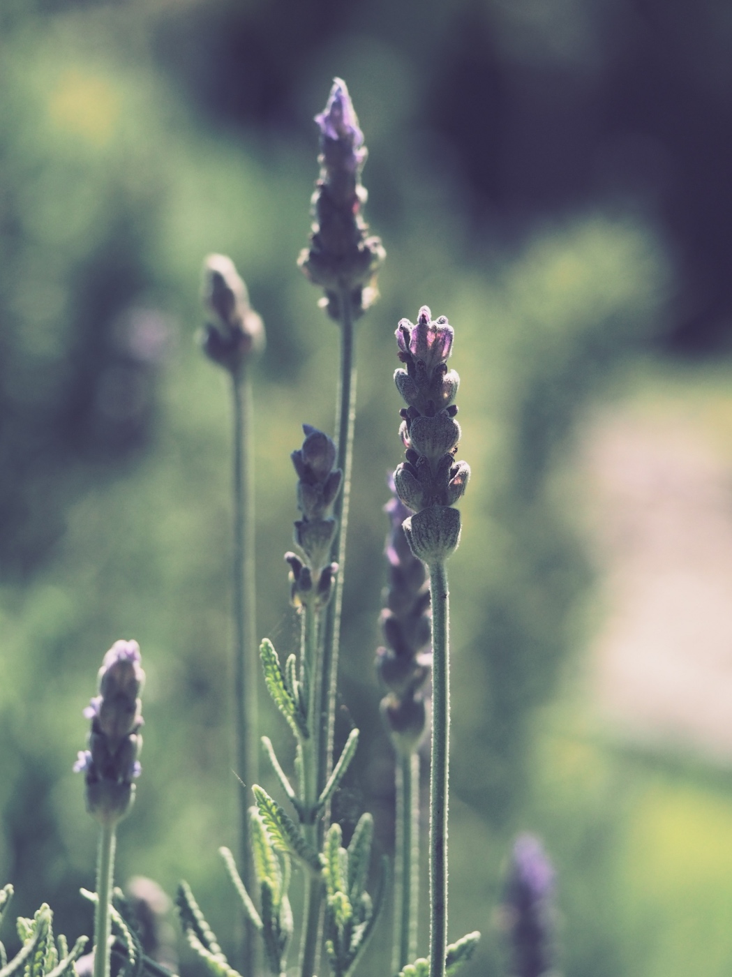 detail of how to grow lavender from seeds herb growing tutorial