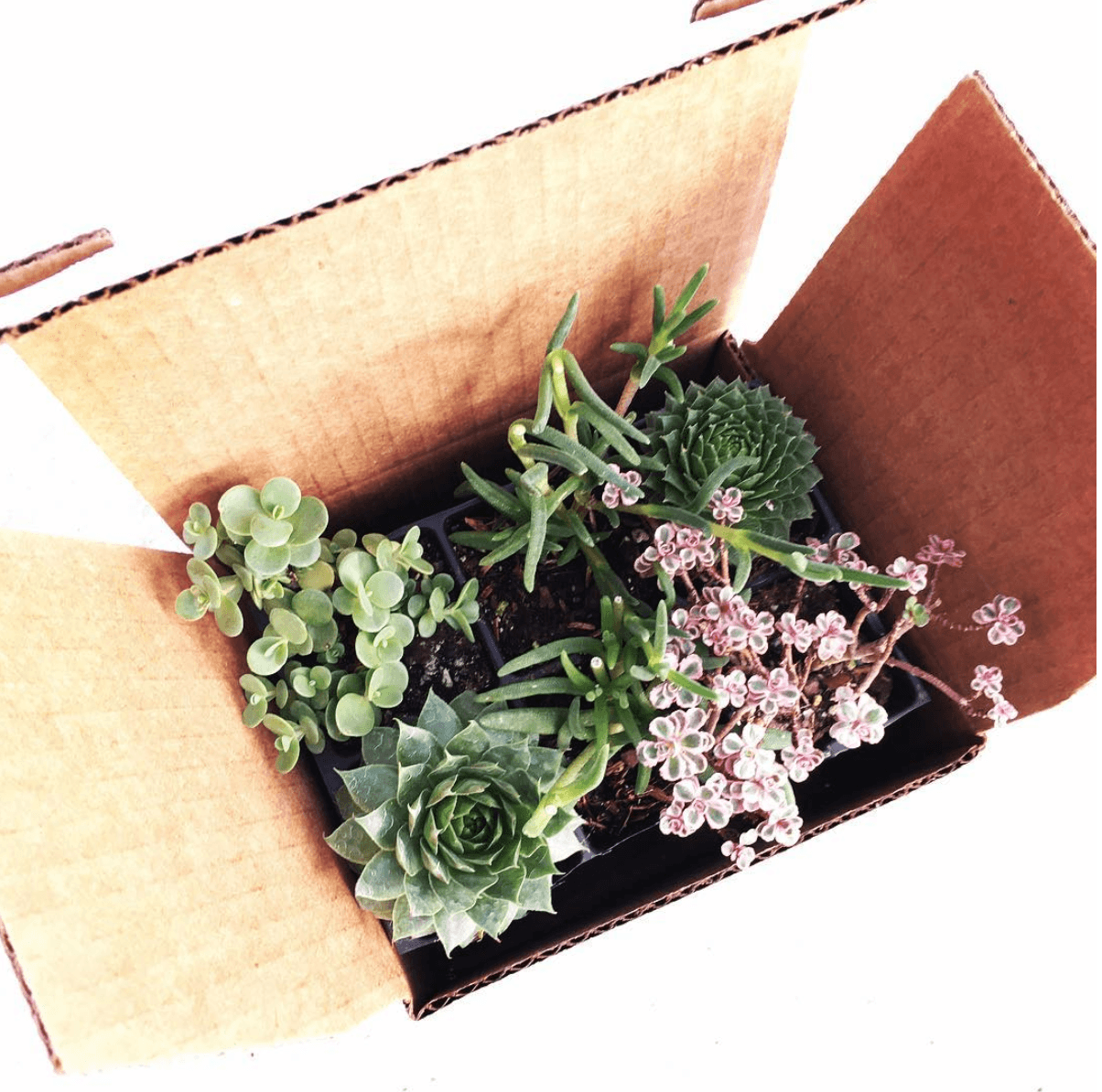 my garden box diy plant subscription box