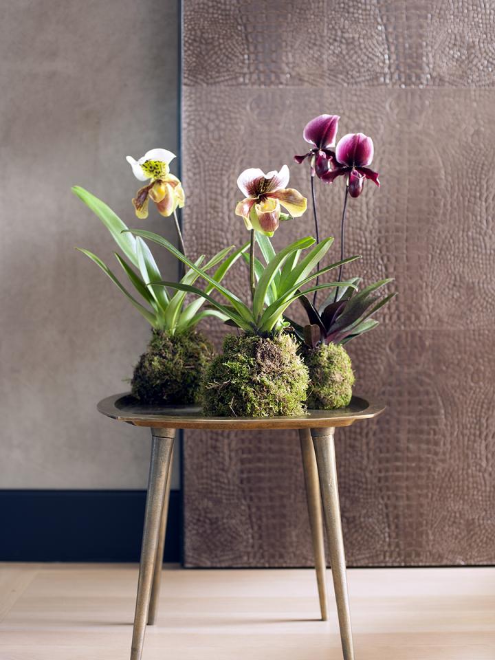 Orchid kokedamas display table