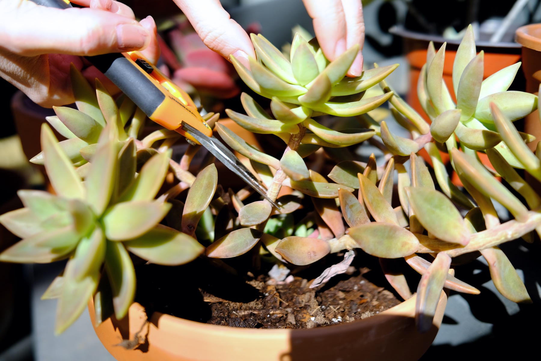 cut the succulents with sharp floral shears