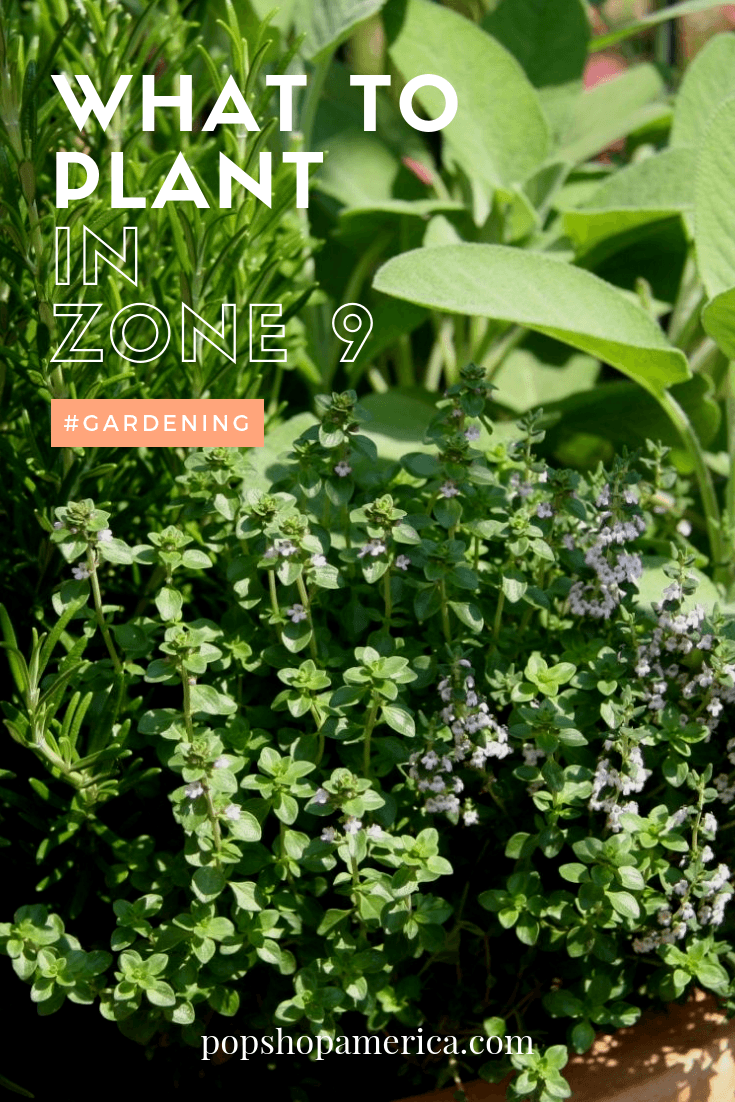 What To Plant In Zone 9 In Spring Gardening For Houston Pop