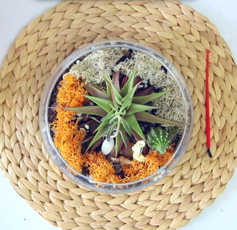 Terrariums with Cactus and Succulents - DIY Your Own Terrariums Instructions