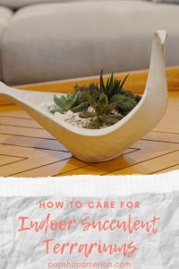 how to care for indoor succulent terrariums pop shop america