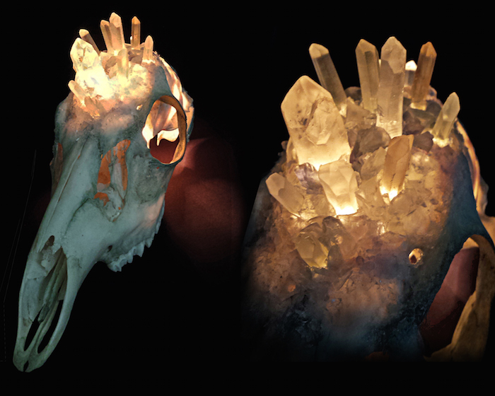 Kristin Jarvis Crystalized Taxidermy Deer Lamp