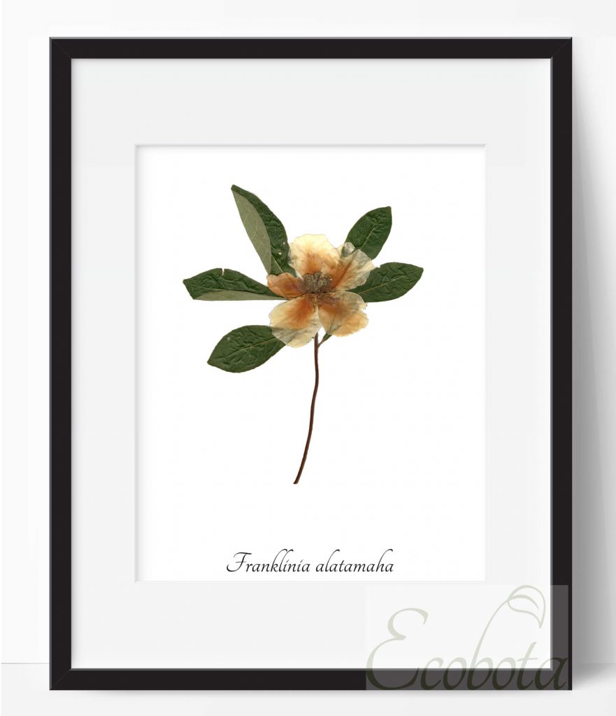 Franklinia Botanical Pressed Flower Print