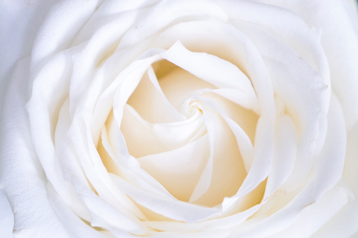 how to dye roses black - start with white roses