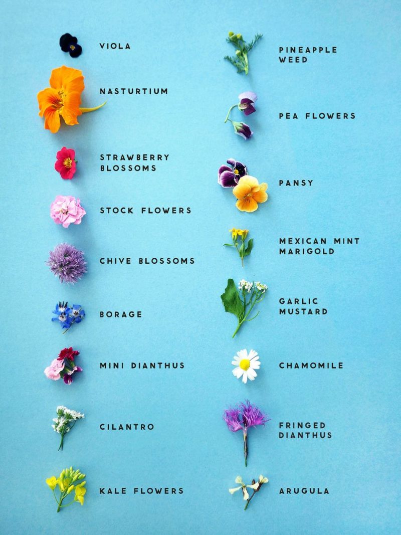 list of edible flowers pop shop america