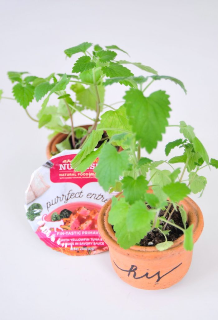 his-hers-diy-calligraphy-planters-pop-shop-america