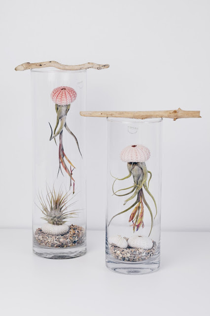Airplant Tillandsia Care Pflege Tillandsien17