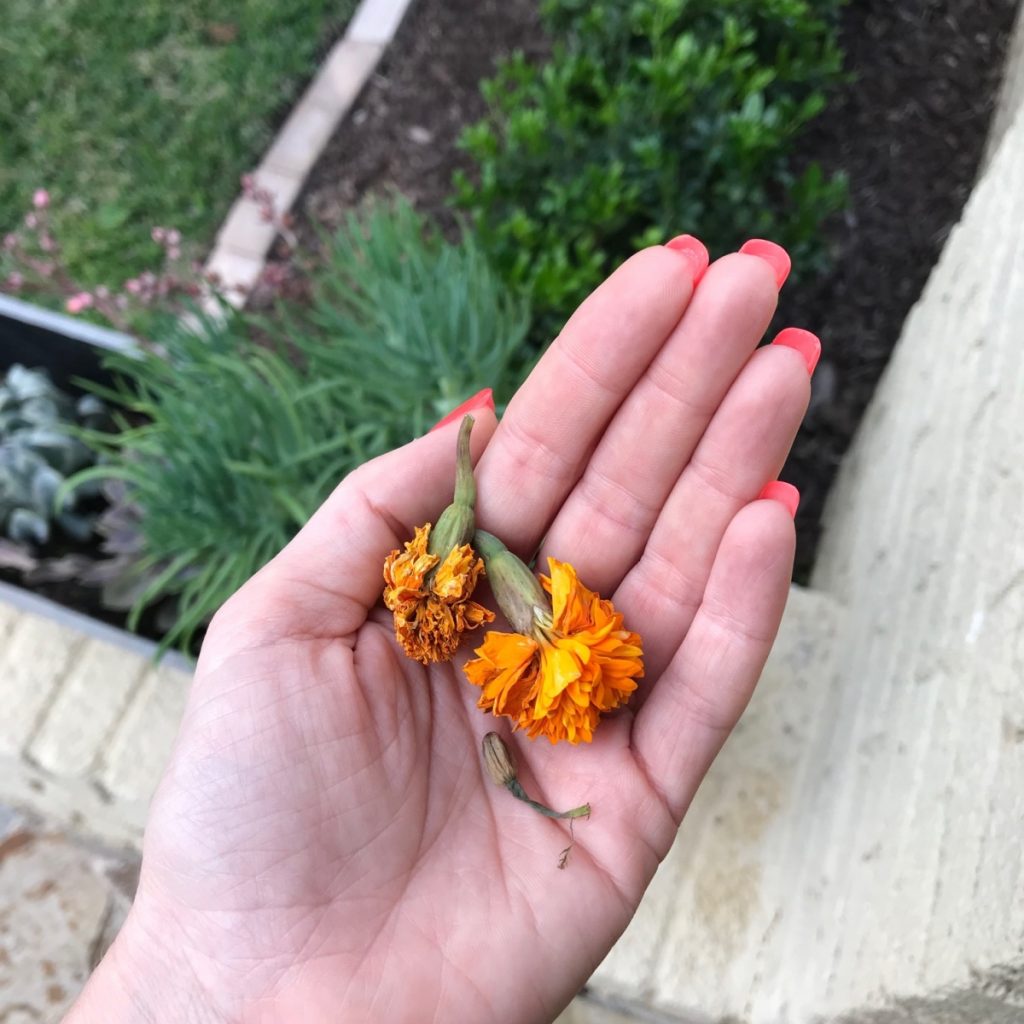 dead-marigolds-how-to-deadhead-flowers