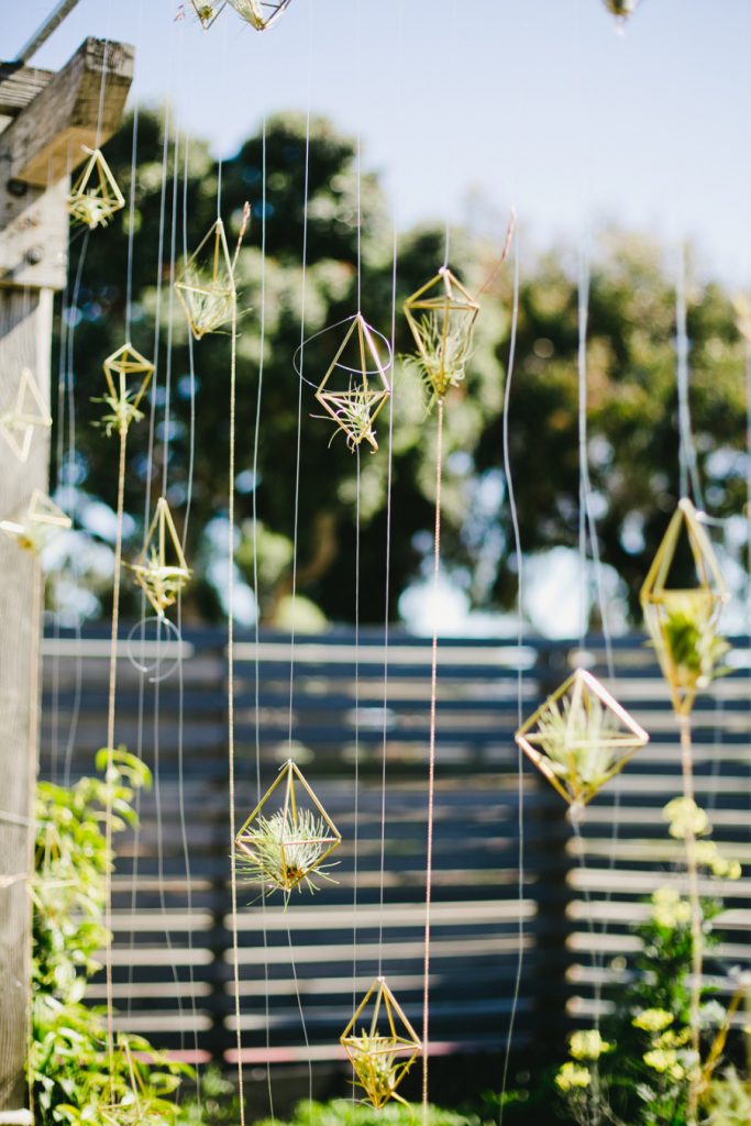 hanging air plants display idea pop shop america