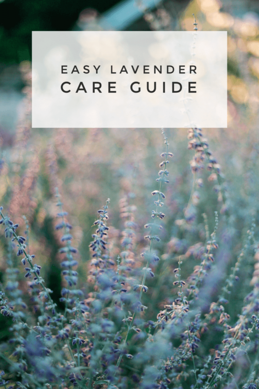 how to grow lavender garden guide pop shop america