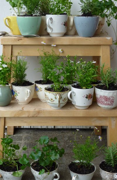 shelves of teacup gardens by the bower bird stories