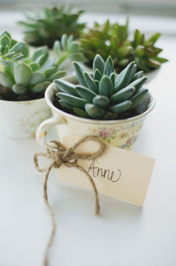 succulent-in-tea-cup-wedding-favors