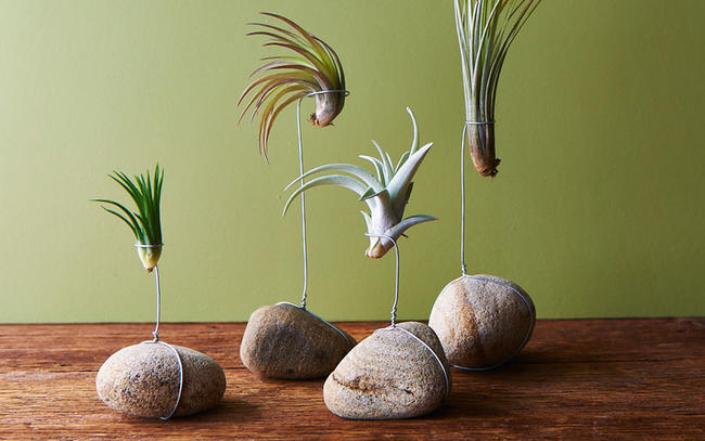 tillandsia-rocks-diy-idea-for-plants