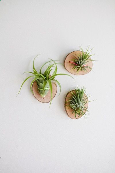 wooden air plant displays pop shop america diy blog