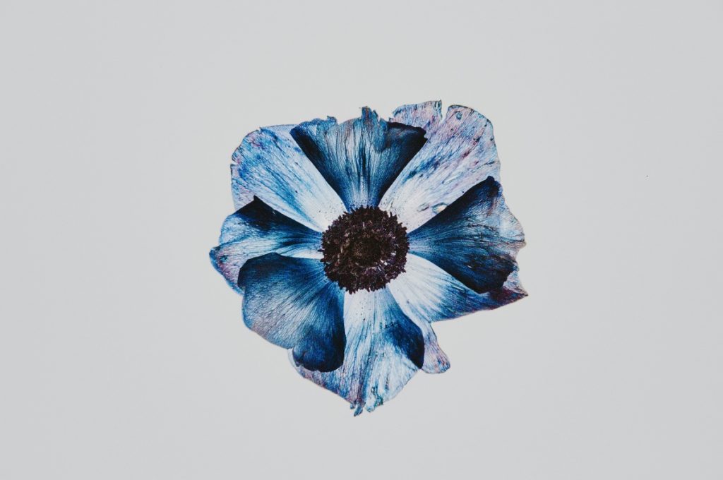 blue petunia free pressed flower art pop shop america