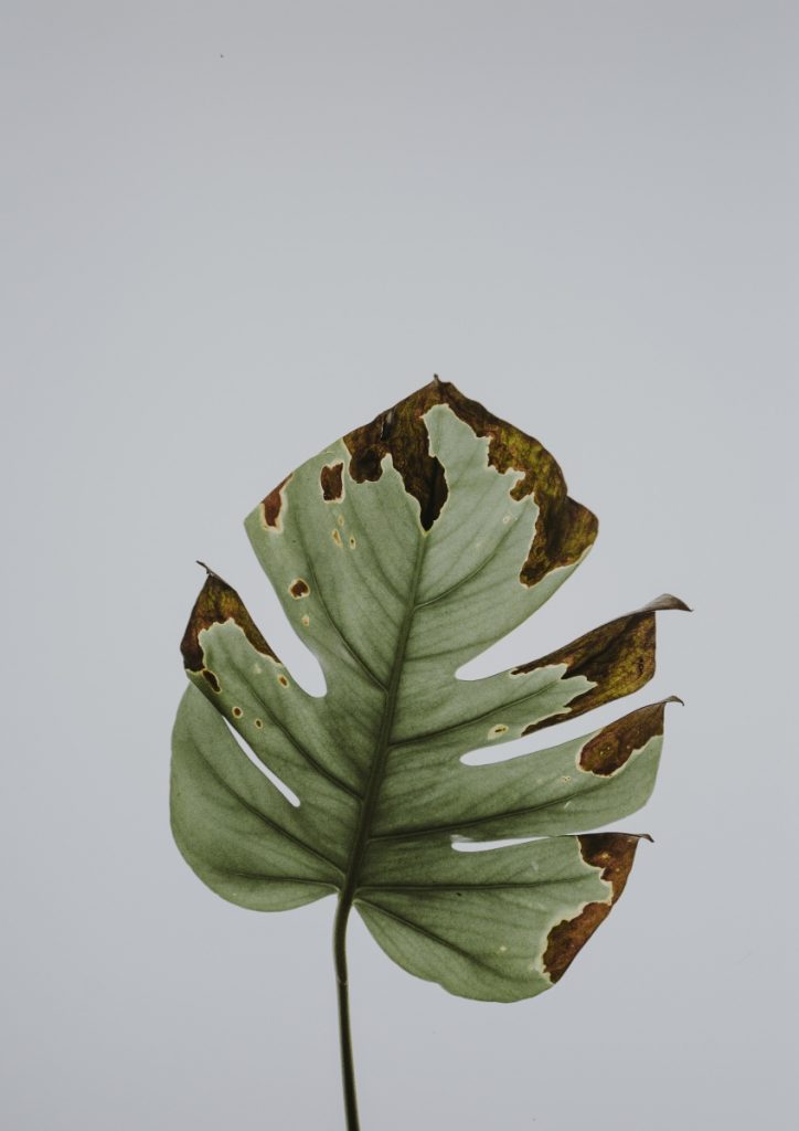 green mostera leaf printable art pop shop america