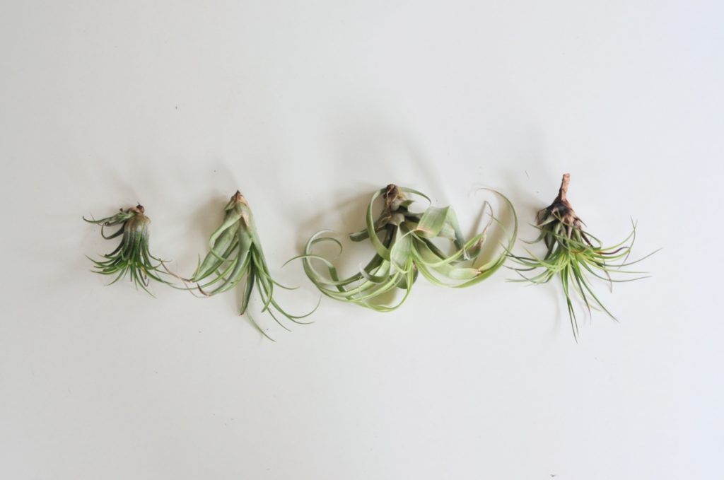 how to display air plants indoors pop shop america