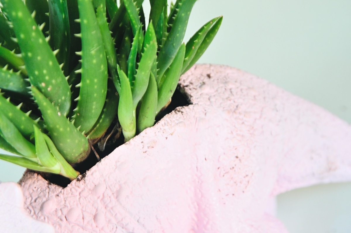 succulent terrarium dino planter detail pop shop america