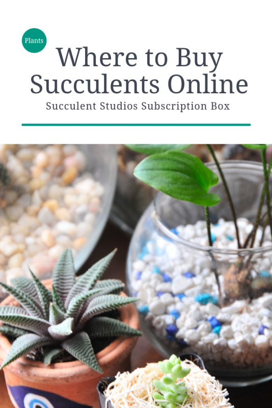 where to buy succulents online pop shop america