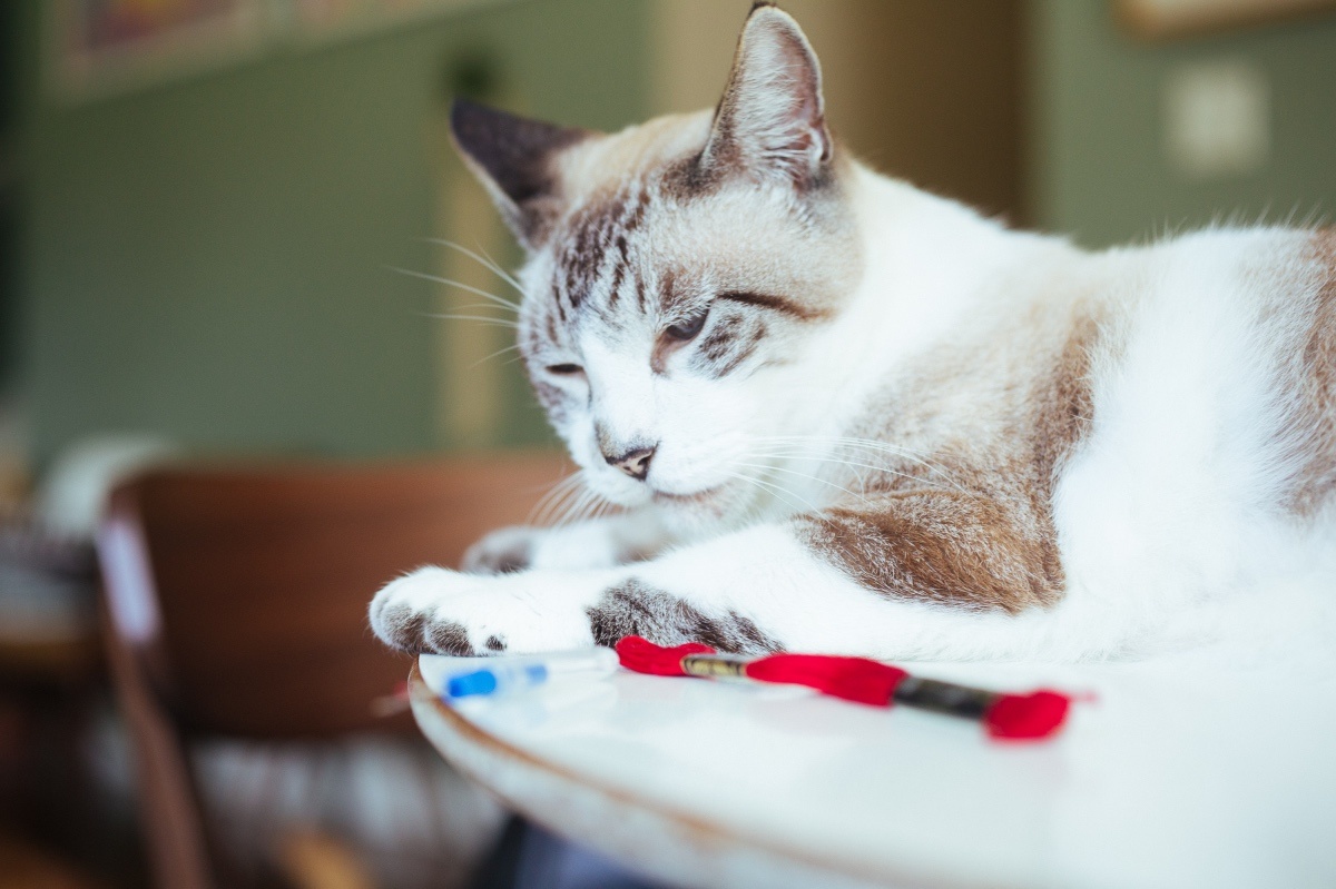 handsome the cat helping make an embroidered sweater