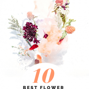 10 best flower succulent and cactus watercolor tutorials
