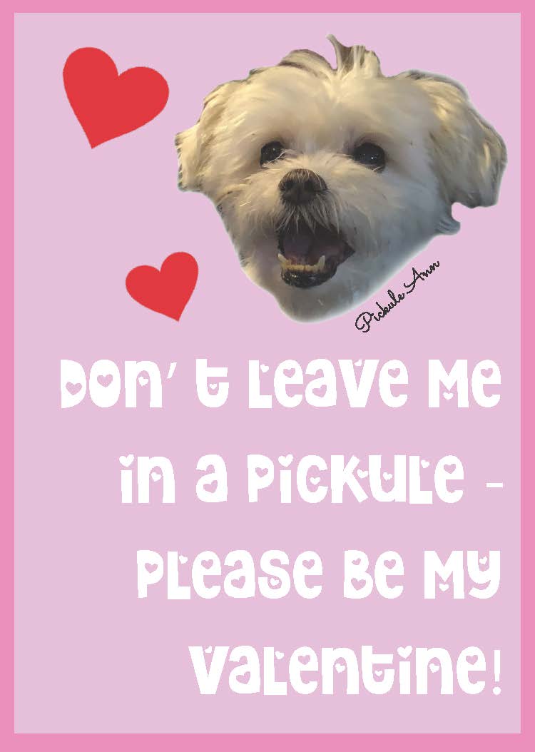 pickule ann valentine puppy so cute
