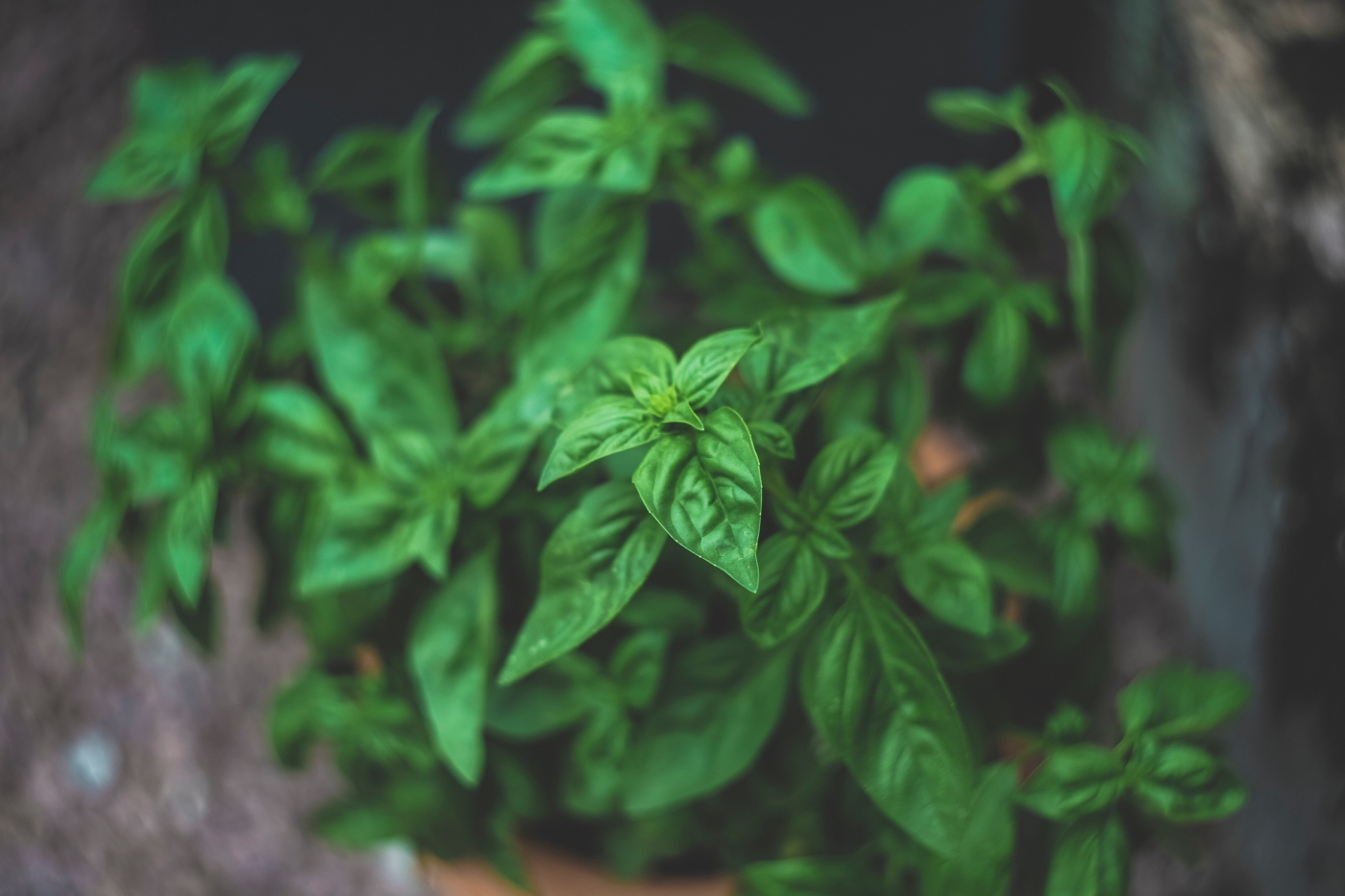 detail of how to grow basil from seed pop shop america