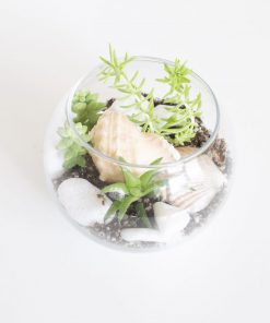 seashell-terrarium-diy-kit-pop-shop-america-scaled_square