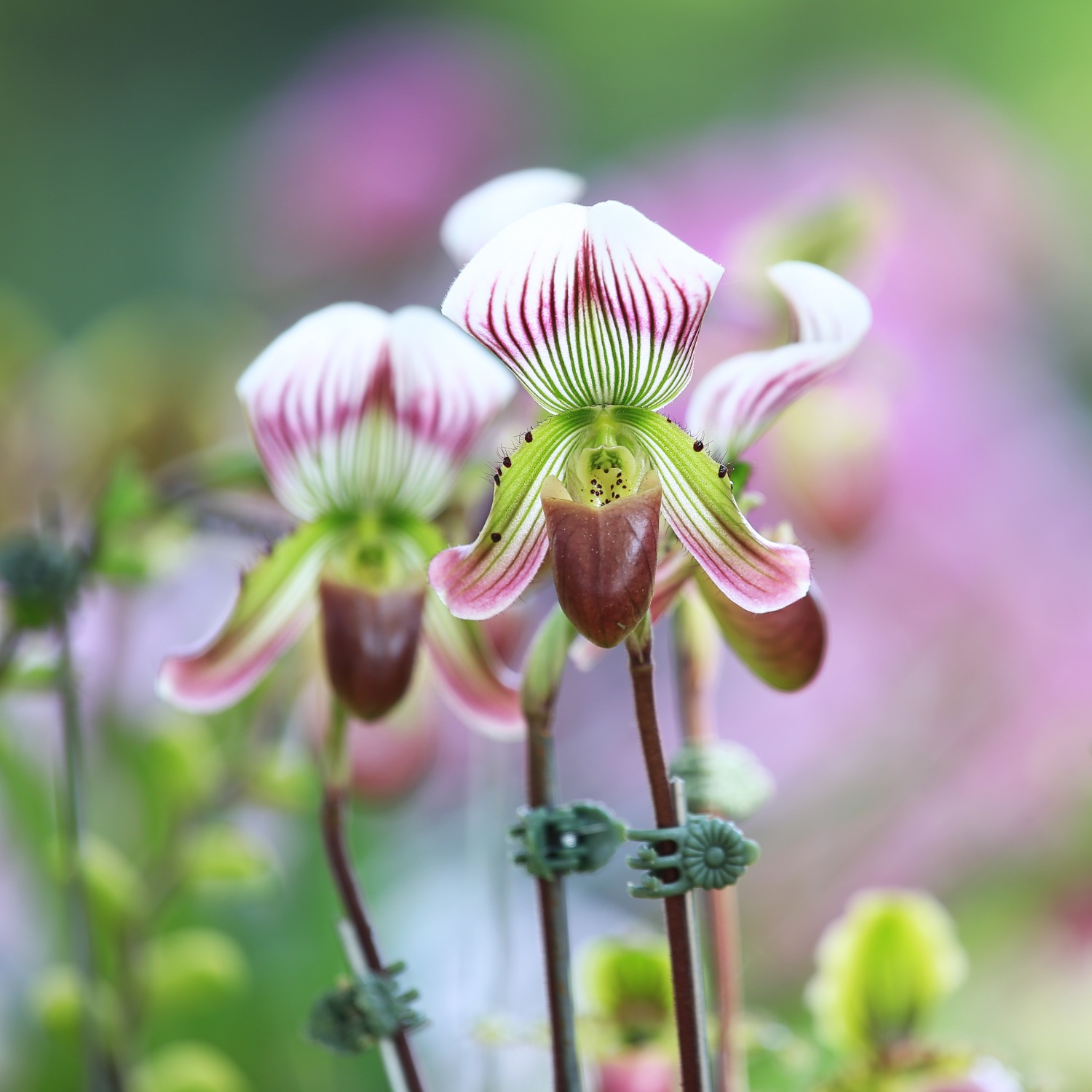 paphiopedilum orchid - how to care for orchids