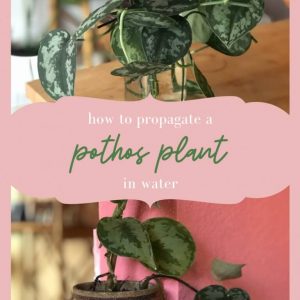 how-to-propagate-a-pothos-plant-768x1152