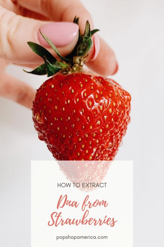 how to extract dna from strawberries