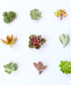 small-succulent-cuttings-pack-live-plants_square