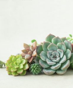 small-succulents-cuttings_square