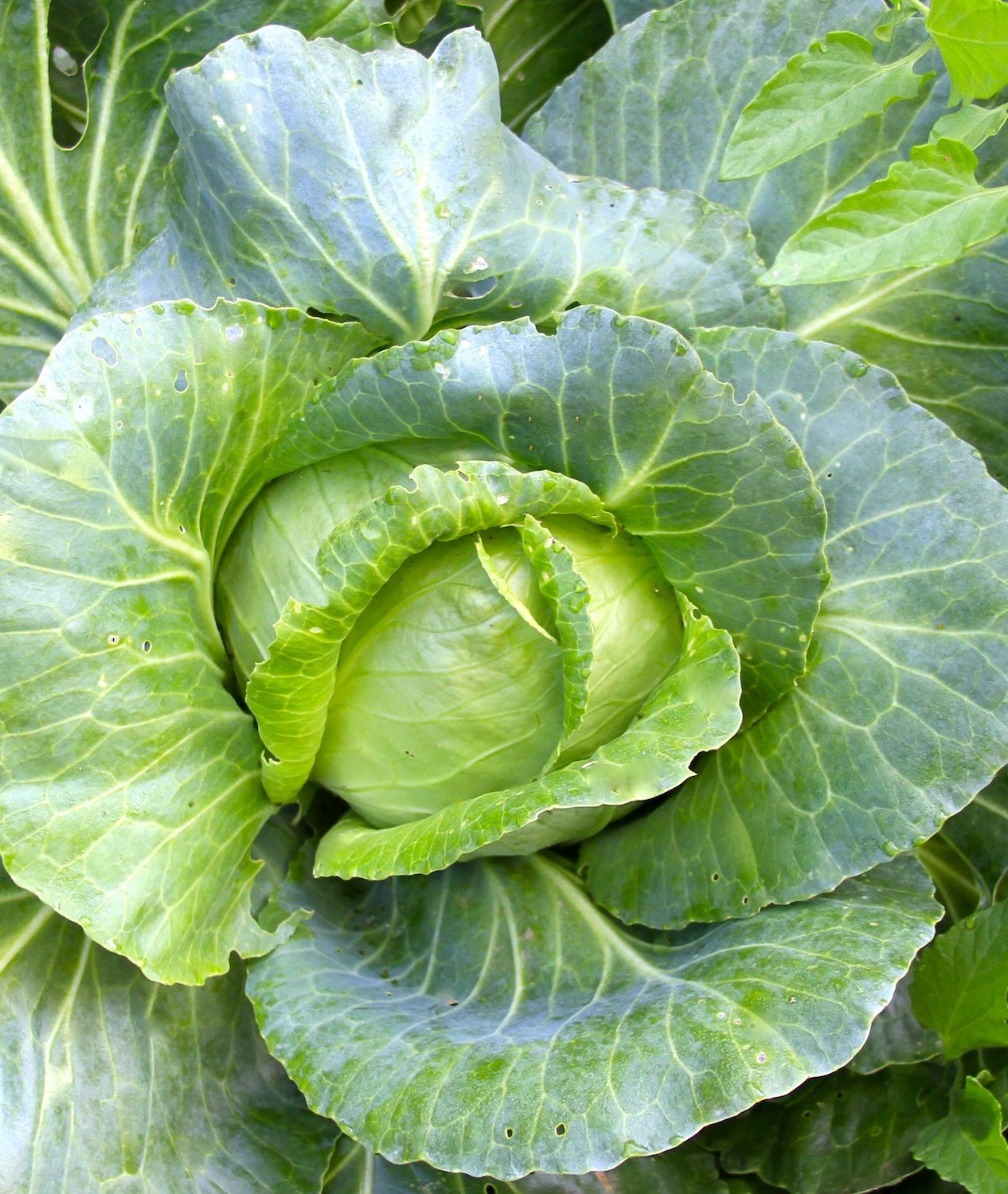 large head of cabbage greens