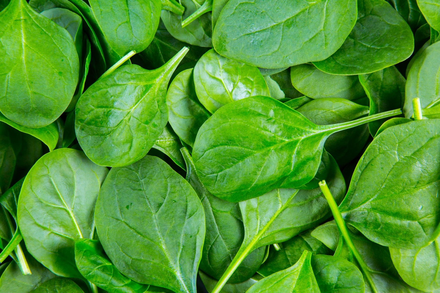 green baby spinach leaves winter greens