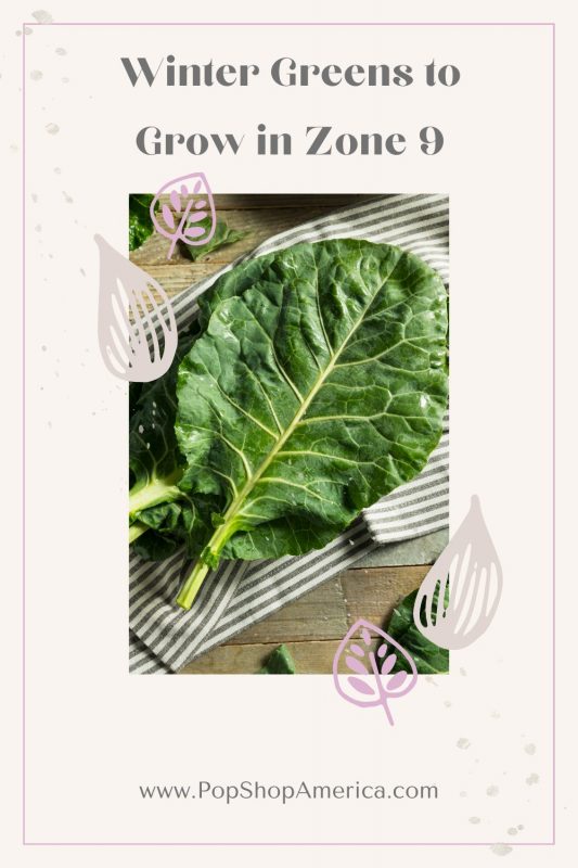 Winter Greens to Grow in Zone 9