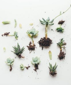 live-succulents-with-roots_square