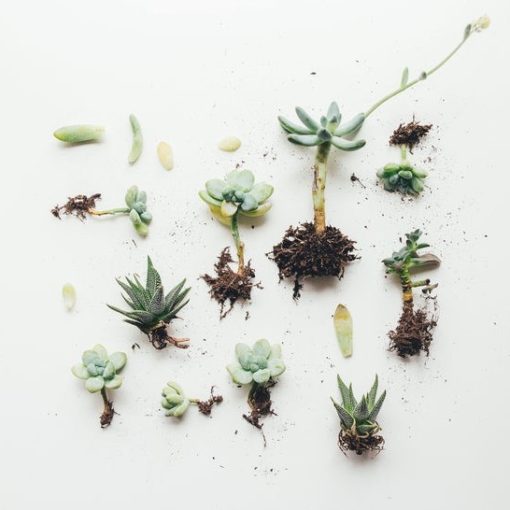 live-succulents-with-roots_square